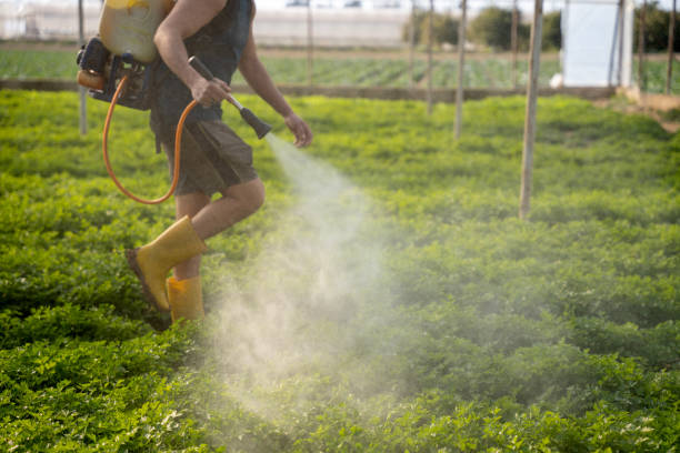 Best Local Pest Control Services  in New Kingman Butler, AZ