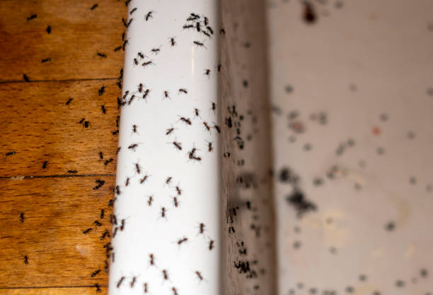 Trusted New Kingman Butler, AZ Pest Control Experts
