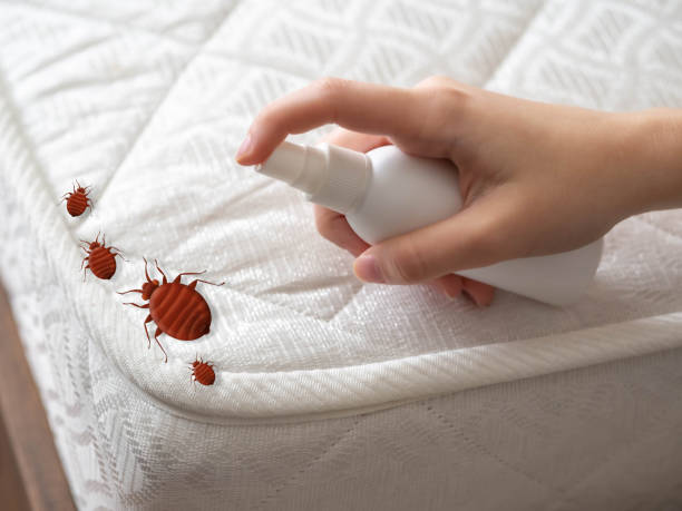 Flea Control Services in New Kingman Butler, AZ