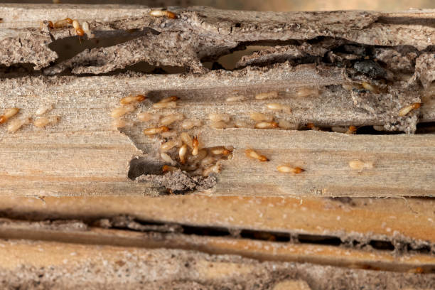 Best Exterminator Services  in New Kingman Butler, AZ